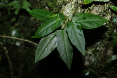 Leichhardtia longiloba