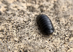 Armadillidium depressum