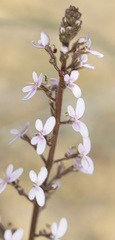 Stylidium elongatum
