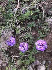 Glandularia aristigera