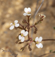 Stylidium kalbarriense