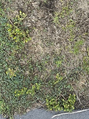 Matricaria discoidea