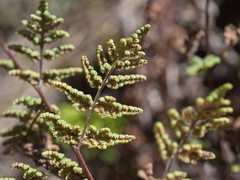 Cheilanthes sieberi sieberi