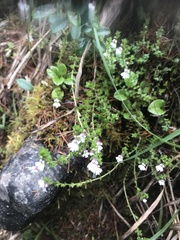 Euphrasia transmorrisonensis