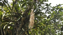 Vriesea