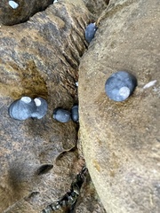 Nerita melanotragus