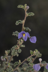 Solanum plicatile