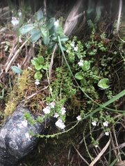 Euphrasia transmorrisonensis