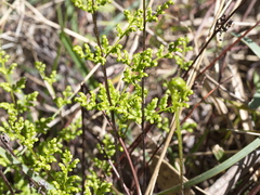 Cheilanthes sieberi sieberi