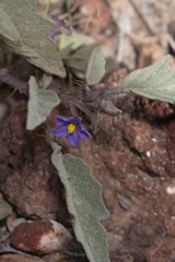 Solanum diversifolium