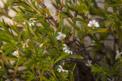 Scaevola