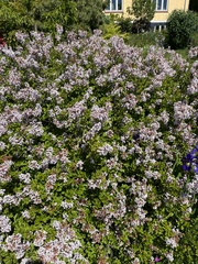 Syringa meyeri