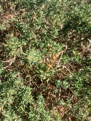 Adenocarpus hispanicus