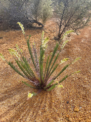 Stackhousia monogyna