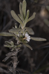Scaevola canescens