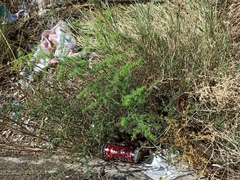 Asparagus acutifolius