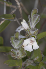 Pityrodia hemigenioides