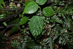 Dendrocnide photiniiphylla