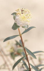 Pimelea microcephala