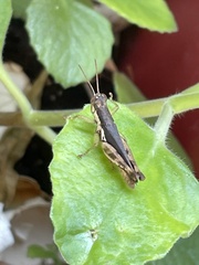 Pseudoxya diminuta