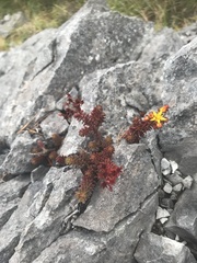 Sedum morrisonense