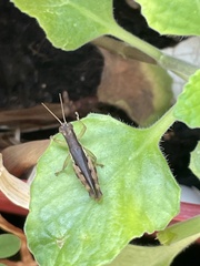 Pseudoxya diminuta