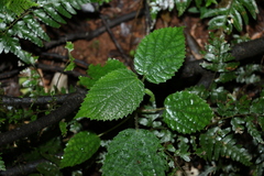 Dendrocnide photiniiphylla