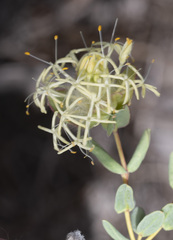 Pimelea microcephala