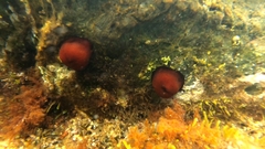 Actinia mediterranea
