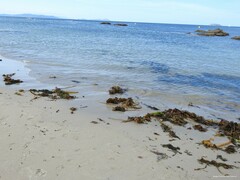 Saccorhiza polyschides