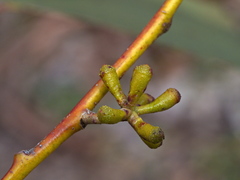 Eucalyptus pauciflora