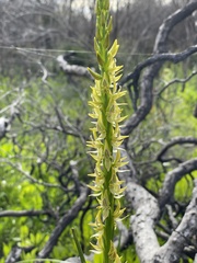 Prasophyllum
