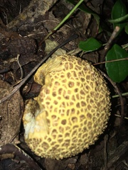 Scleroderma aurantium