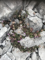 Clinopodium laxiflorum