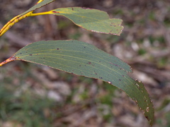 Eucalyptus pauciflora