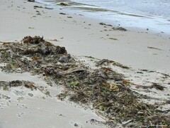 Saccorhiza polyschides