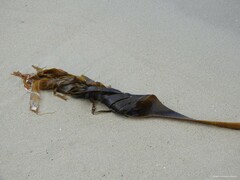 Saccorhiza polyschides