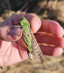 Locusta migratoria
