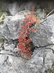 Cotoneaster morrisonensis