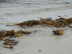 Saccorhiza polyschides