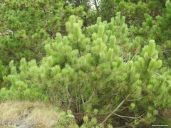 Pinus pinaster