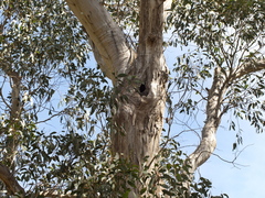 Eucalyptus pauciflora