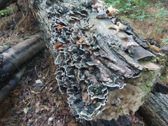 Auricularia mesenterica