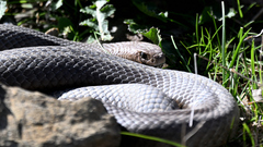 Pseudonaja textilis