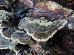 Auricularia mesenterica