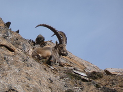 Capra ibex