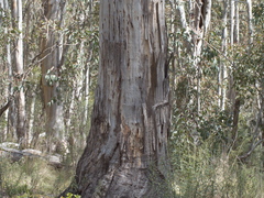 Eucalyptus pauciflora