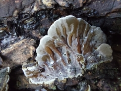 Auricularia mesenterica