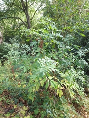Sambucus nigra