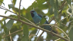 Dacnis cayana